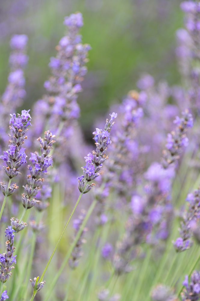 lavanda-Bonnieheath-Estate-Ontarios-Southwest-Marck-Gutt-Don-Viajes-665x1000 - Sabores de Ontario’s Southwest: road trip culinario en Canadá