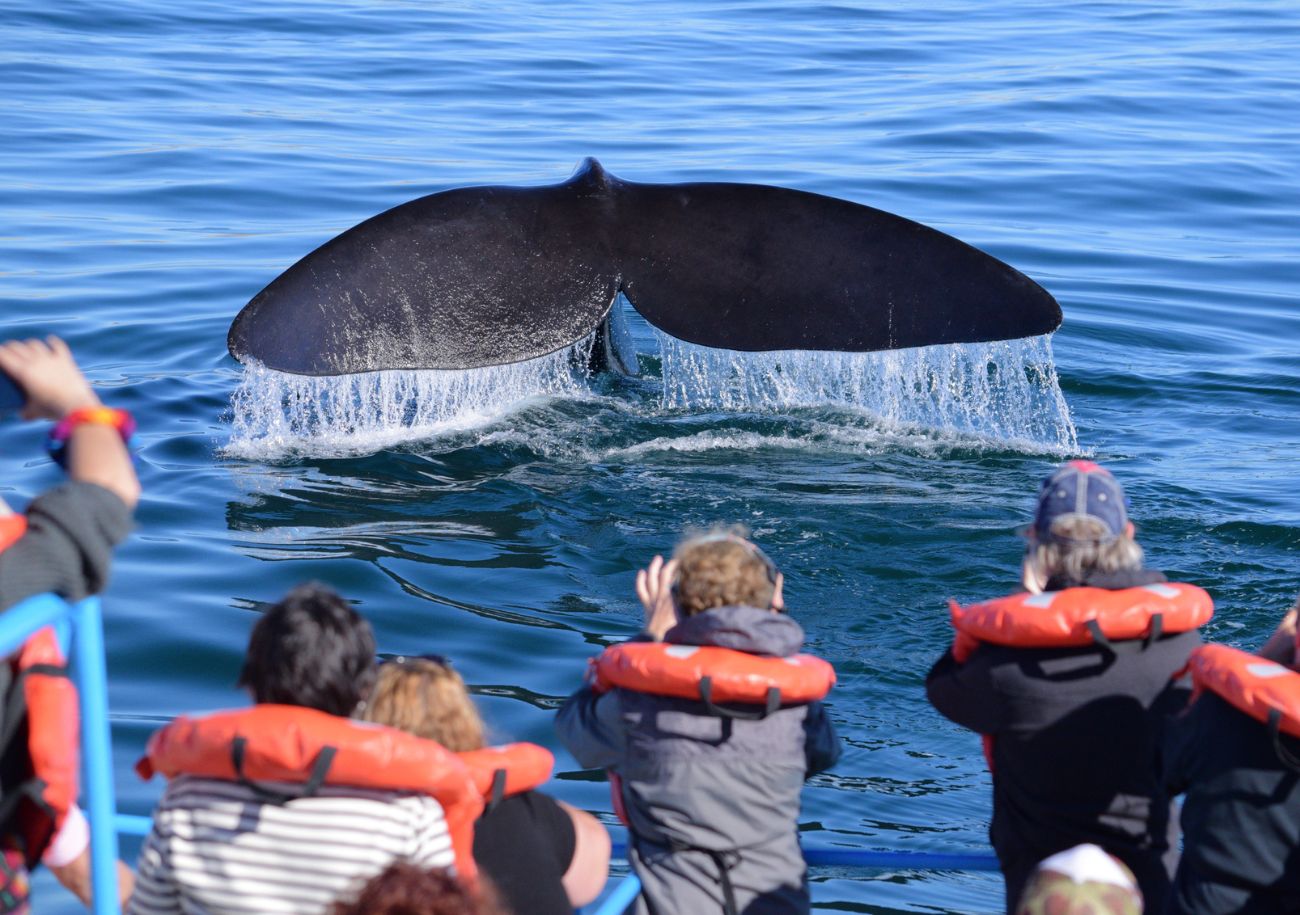 Empezó la temporada de ballenas en Puerto Madryn