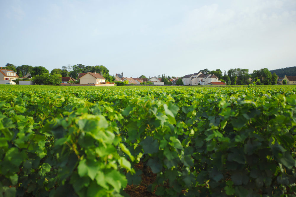 vinedo_en_Gevrey-Chambertin-1000x667 - Tour de Francia: conoce 4 de los pueblitos que debutan en el mapa