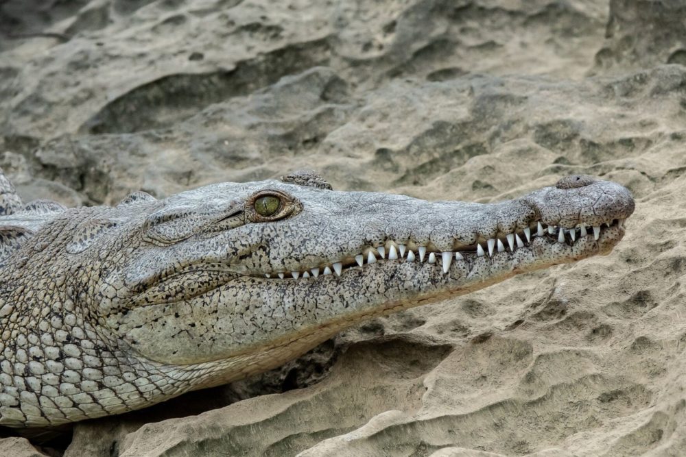 Cocodrilo-1000x667 - Qué hacer en Zihuatanejo, uno de los mejores lugares para visitar en México