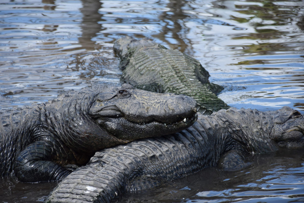 Gatorland-1000x670 - Qué parques de atracciones hay en Orlando además de Disney y Universal