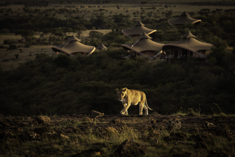 Mahali-Mzuri-lion-in-front-of-camp-1000x667 - Conoce los 9 hoteles de ultralujo de Sir Richard Branson