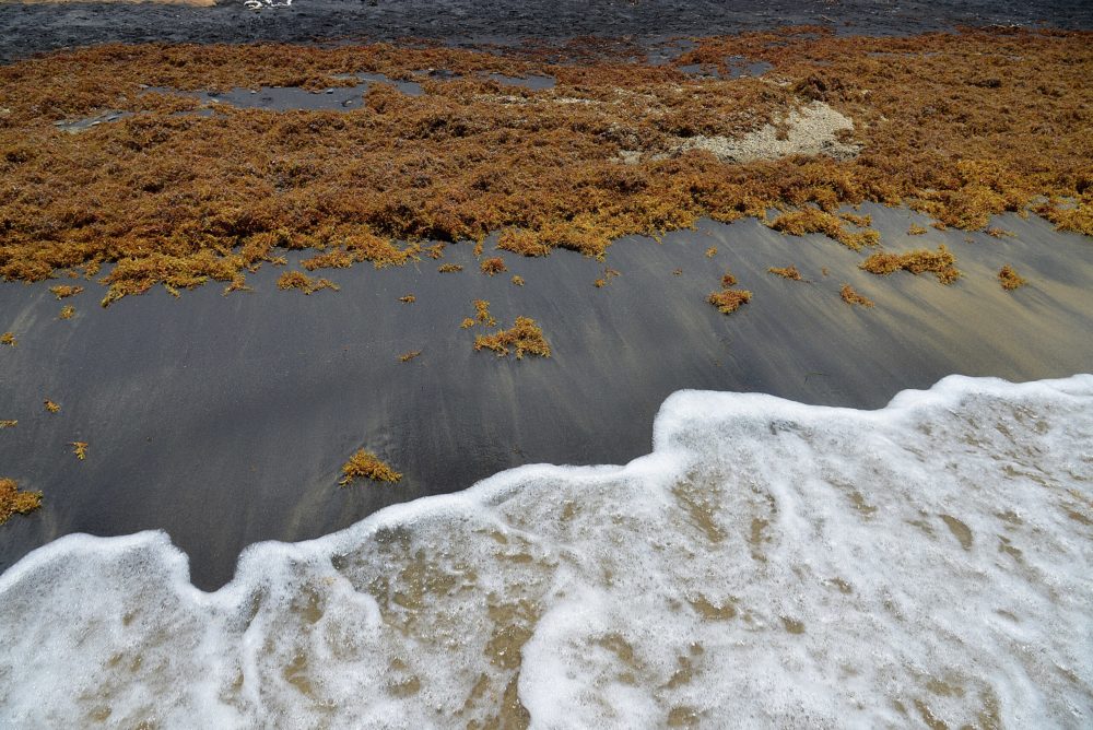 Playa_Negra_black_sand_water_sargassum_Vieques_Puerto_Rico_2021-08-04_11-52-49_1-1000x668 - Playas que no tienen sargazo en Punta Cana