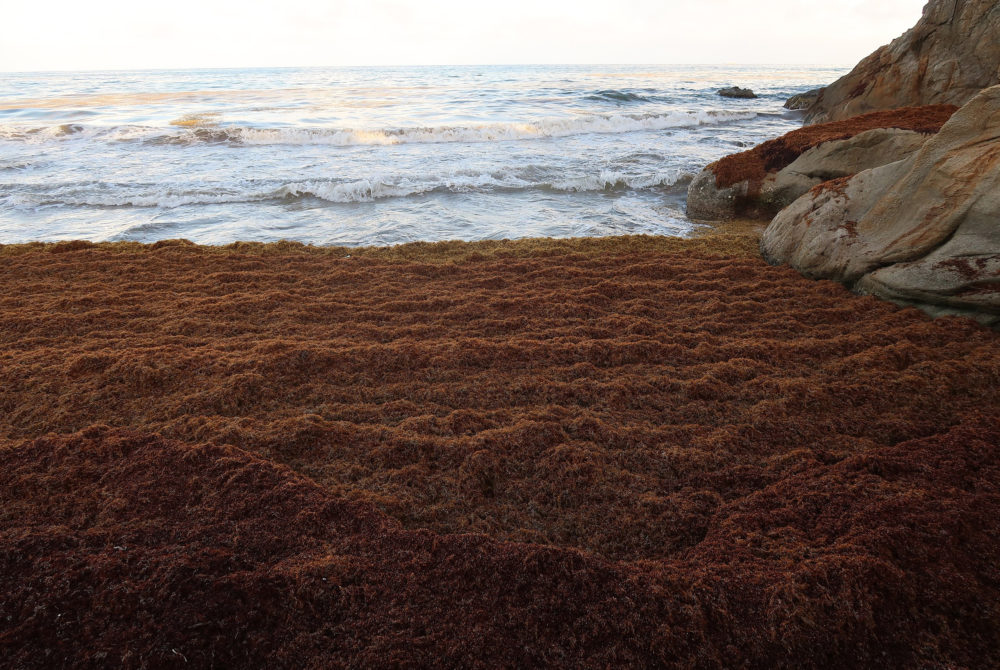 Sargazo3-1000x670 - Cuándo no hay sargazo en Punta Cana