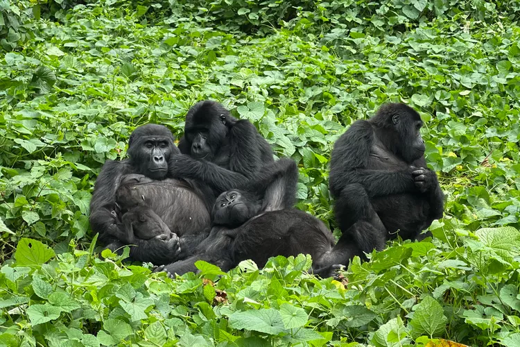 Volcanoes Safaris fue el primero en traer viajeros internacionales a los gorilas de Ruanda — Aquí está el porqué sigue siendo el mejor
