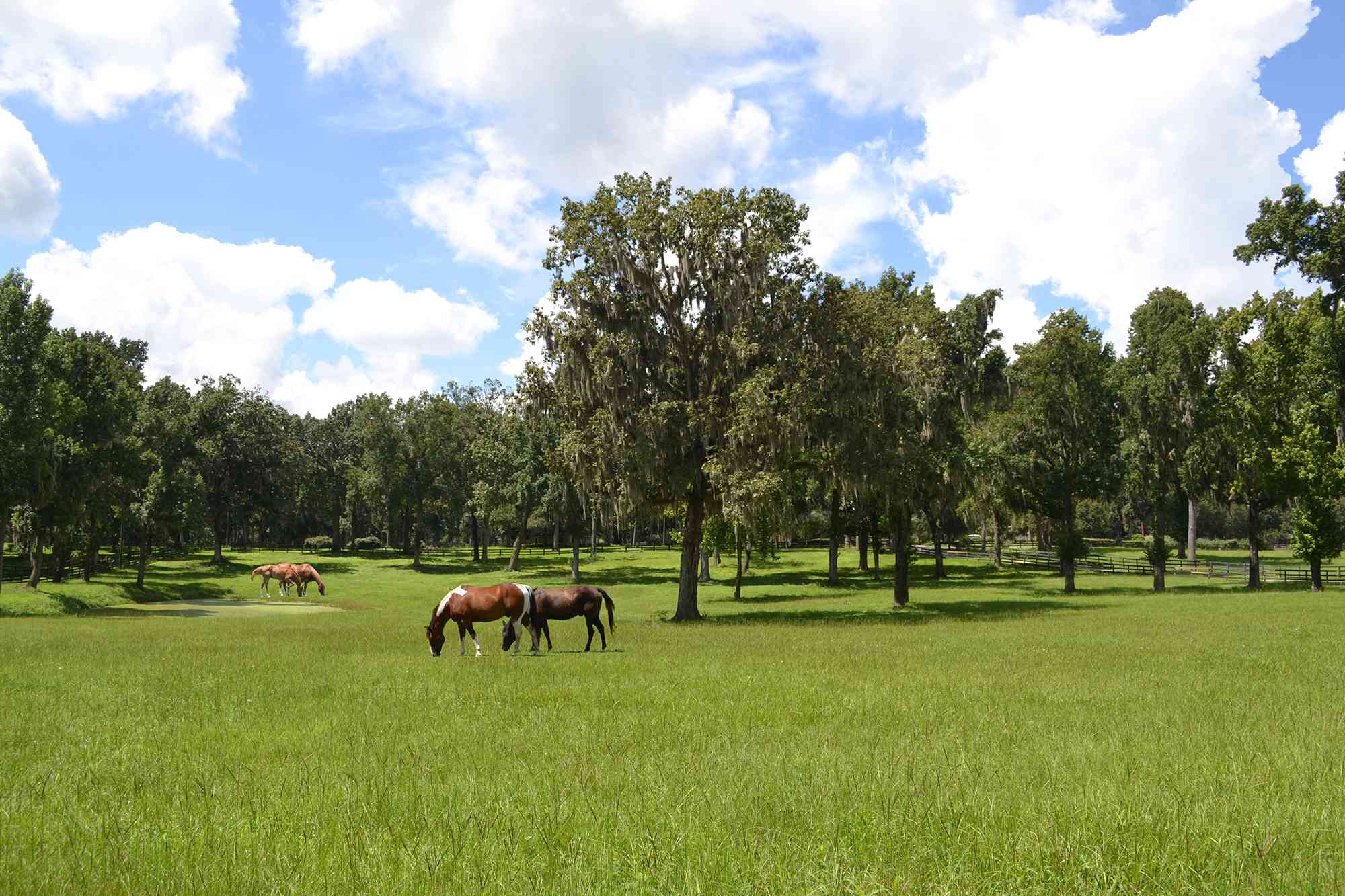 Esta ciudad de Florida alberga el manantial más grande de Estados Unidos y se le conoce como la «capital mundial de los caballos»