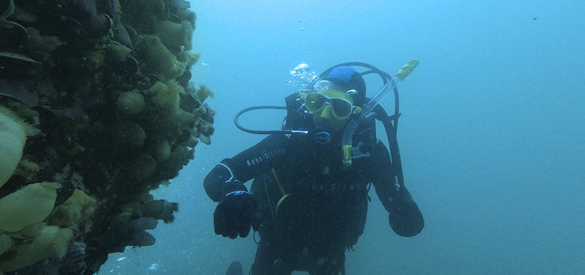 buceo-lobo-larsen-2 - Qué hacer en los alrededores de Puerto Madryn