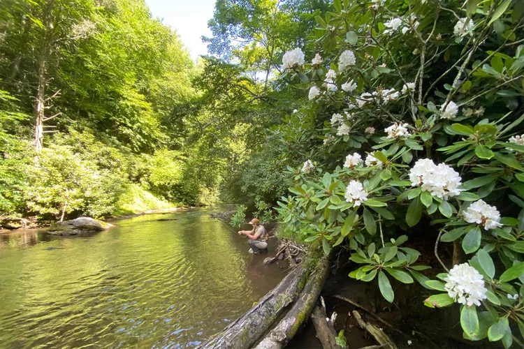 dan-river-primland-VAMTRESORT0921-c6c2a4e8ad92466283cf44d70c11f190 - Este refugio remoto en Virginia acaba de inaugurar nuevas suites en casas en los árboles con vistas a las montañas Blue Ridge y muebles modernos