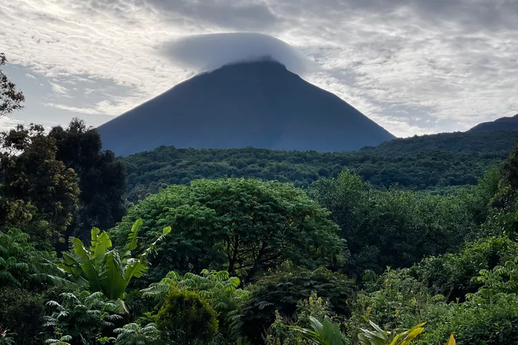image-37 - Volcanoes Safaris fue el primero en traer viajeros internacionales a los gorilas de Ruanda — Aquí está el porqué sigue siendo el mejor