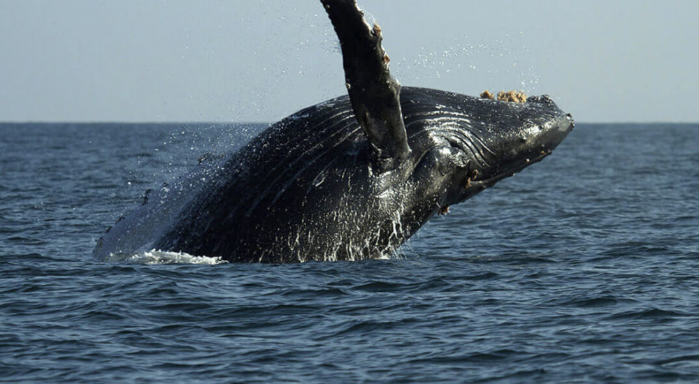 kichic-experience-whale-watching-02-1000x550 - Qué hacer y dónde comer durante una visita al hotel más auténtico de Máncora, en Perú