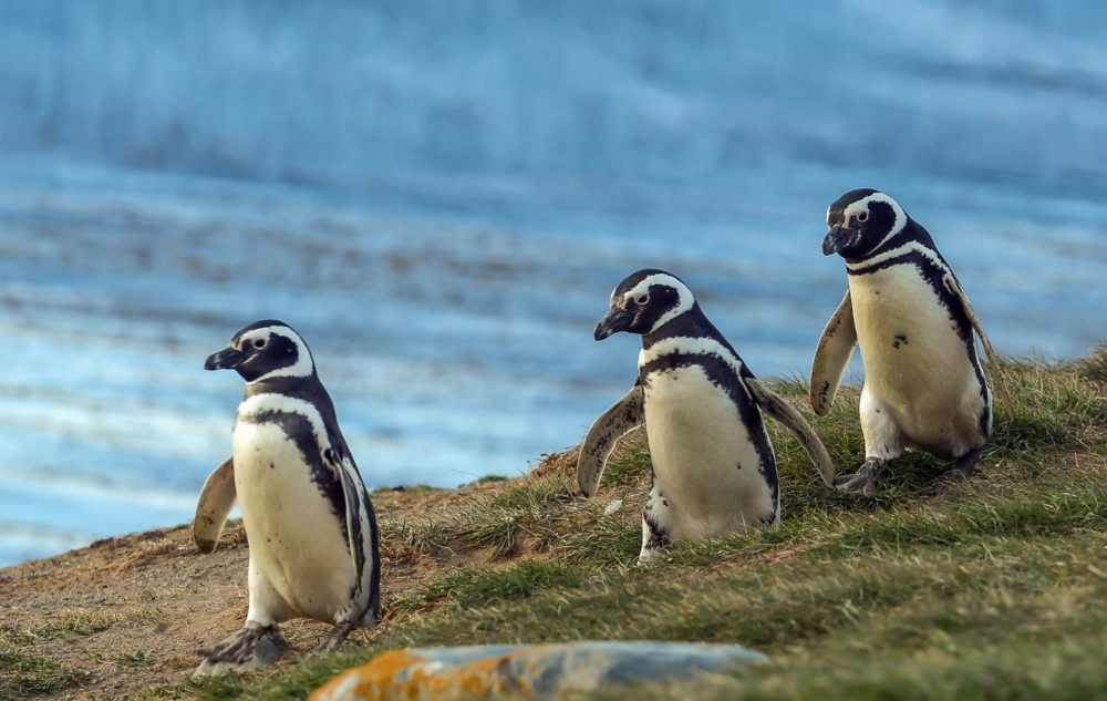 Descubre la Patagonia en un crucero de ultra lujo