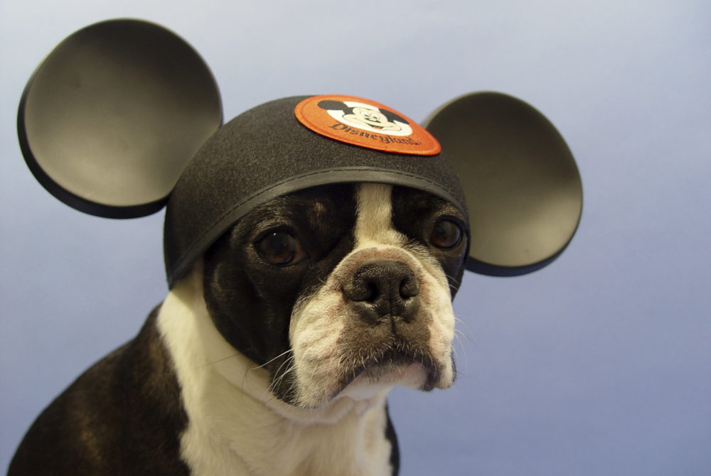 perro-orejas-mickey-1000x670 - Dónde comprar orejas de Mickey en Disney Florida