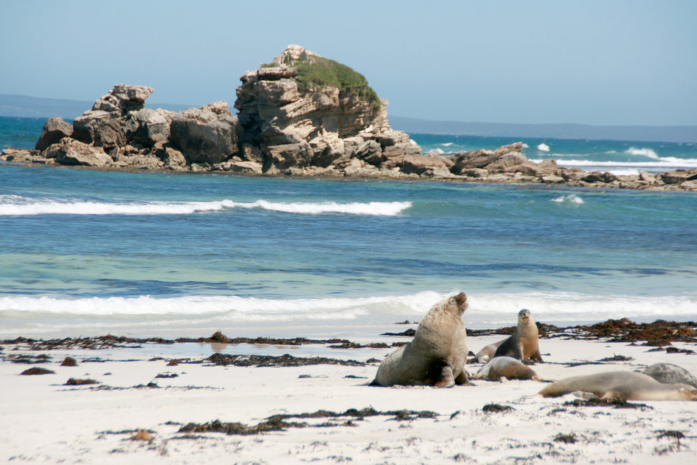 Seal_Bay_Kangaroo_Island_2-1000x667 - Estos 3 lugares son las joyas ocultas más buscadas de Australia, según una nueva investigación