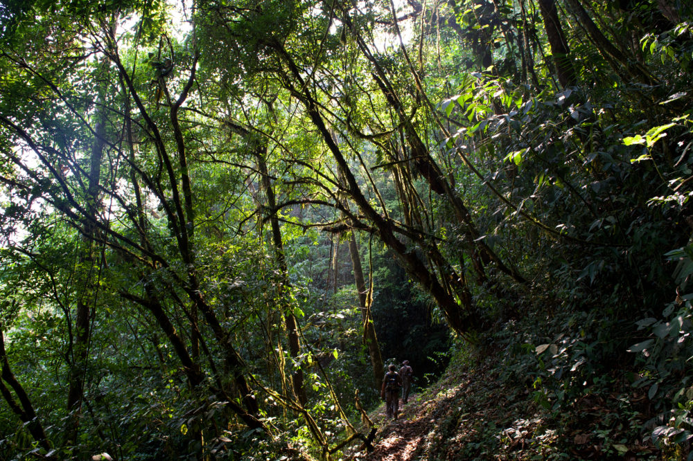 Senderismo-El-Triunfo-1000x666 - Adrenalina en el paraíso, Chiapas el mejor destino para turismo de aventura