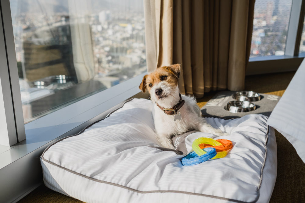 Westin_Lima_dog_friendly-1000x667 - The Westin Lima, más que un hotel de negocios. Ofrece bienestar y un servicio pet friendly