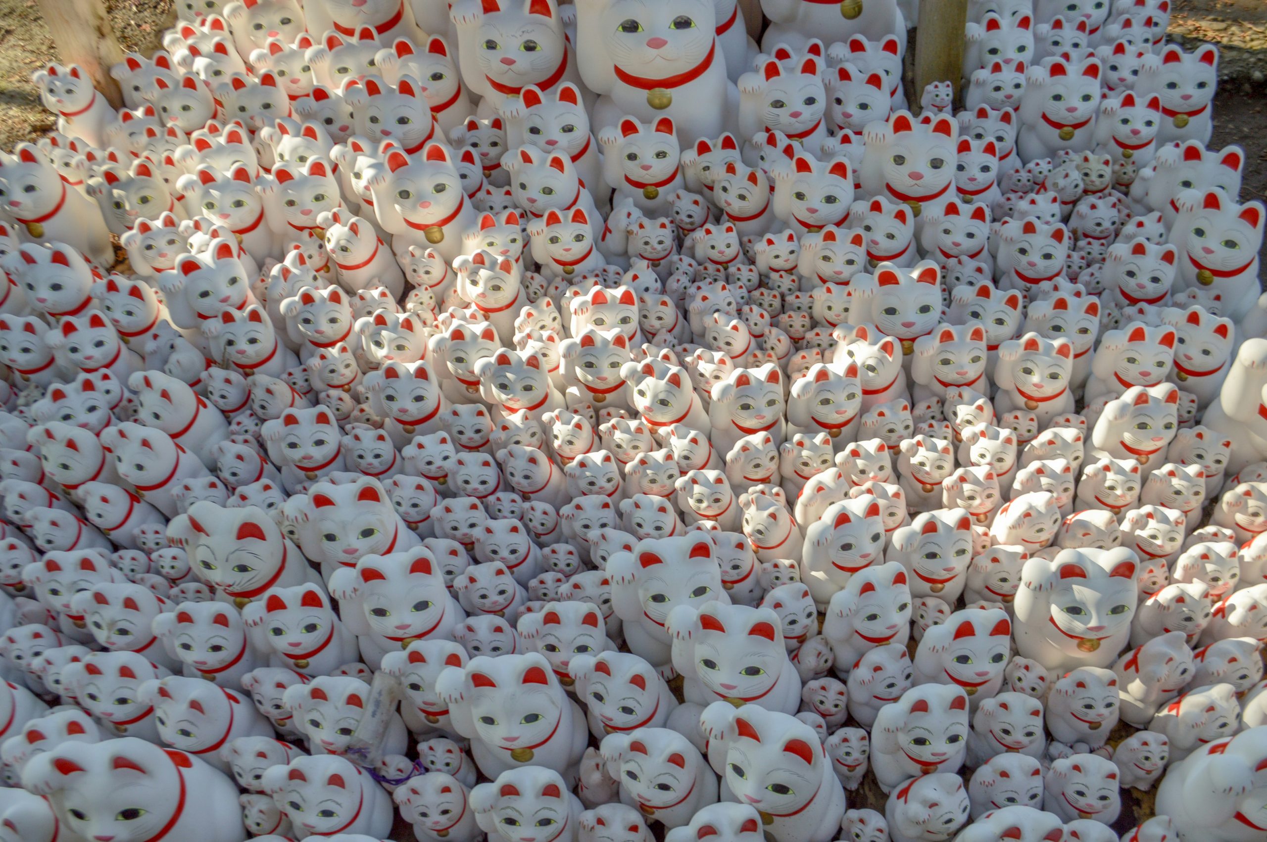 maneki-neko_blanco-scaled - Templo Gotokuji, el lugar de origen del gato de la suerte japonés