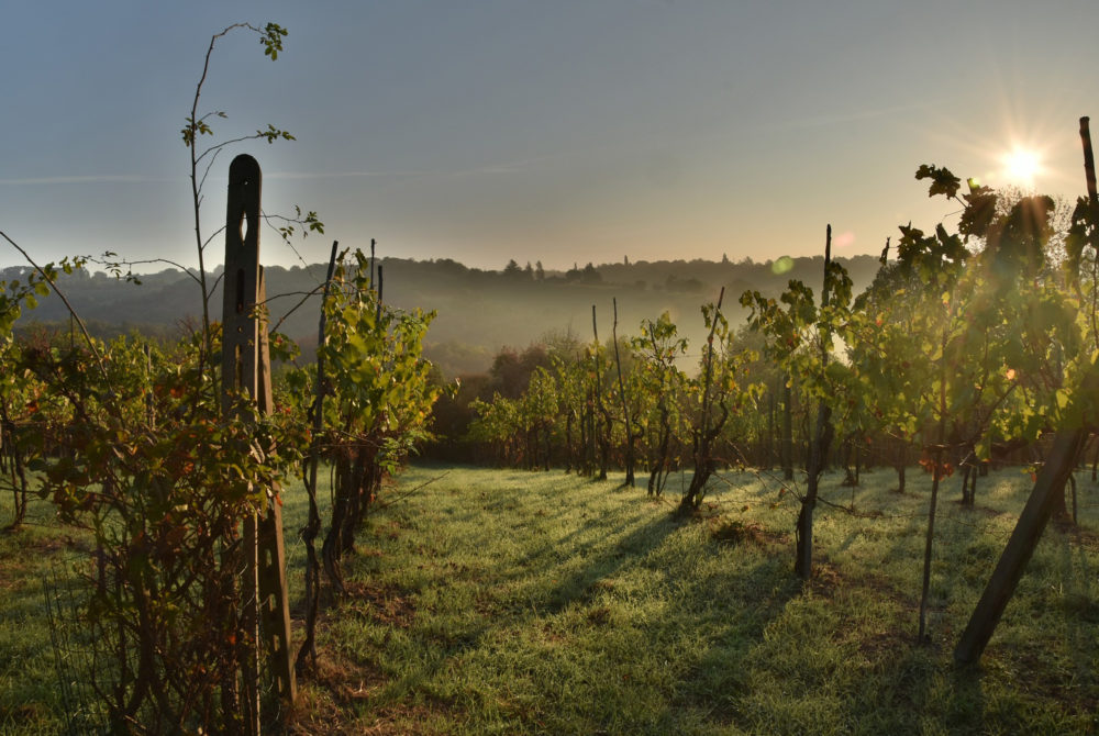 vinedo2-1000x670 - Parece la Toscana italiana, pero está a 15 minutos de San Miguel de Allende y son viñedos alucinantes