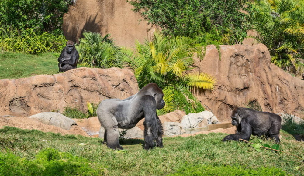 Gorilla-los-angeles-zoo-1000x580 - 3 planes para disfrutar con niños en Los Ángeles