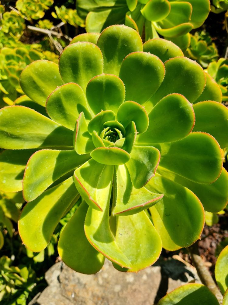 Lotusland-Montecito-17-750x1000 - Este es el jardín botánico con la mayor cantidad de especies raras y exóticas de California
