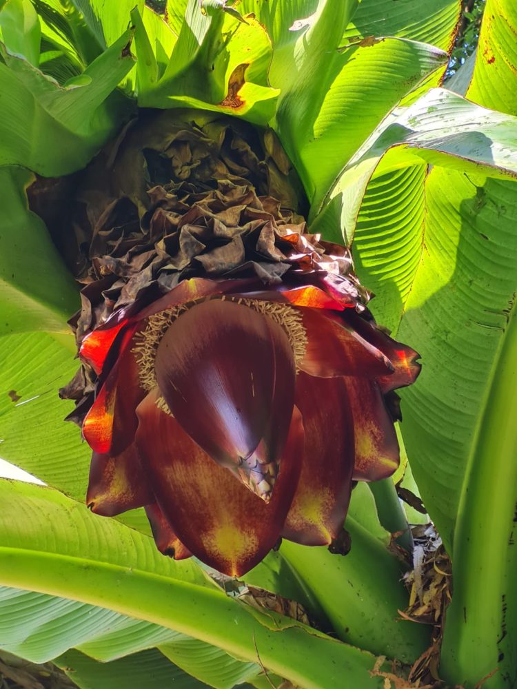 Lotusland-Montecito-19-750x1000 - Este es el jardín botánico con la mayor cantidad de especies raras y exóticas de California