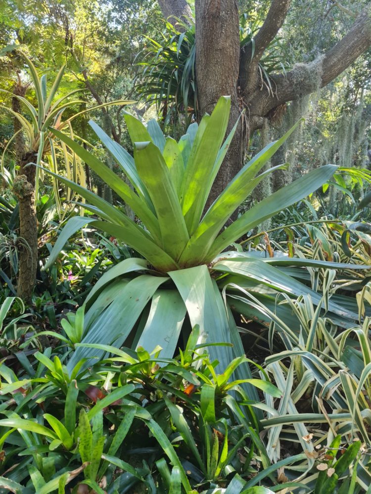 Lotusland-Montecito-20-750x1000 - Este es el jardín botánico con la mayor cantidad de especies raras y exóticas de California