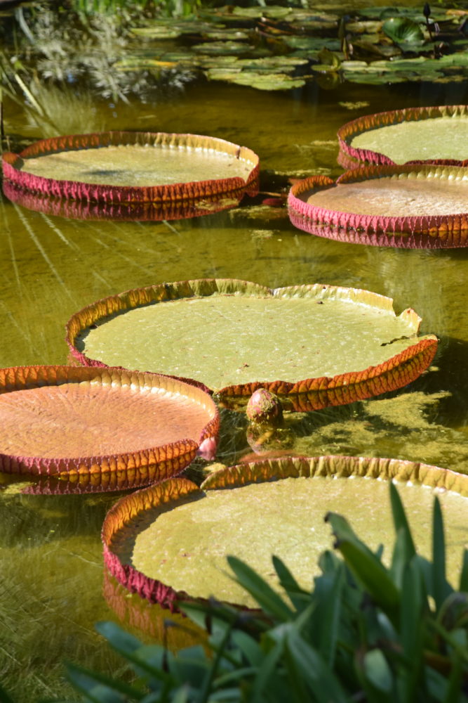 Lotusland-Montecito-3-667x1000 - Este es el jardín botánico con la mayor cantidad de especies raras y exóticas de California