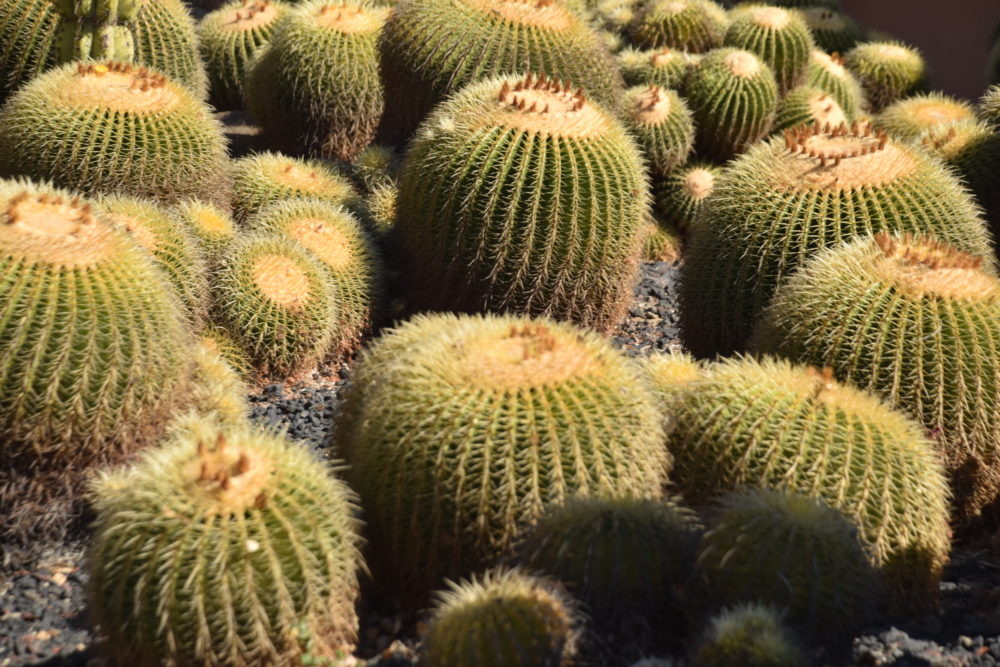 Este es el jardín botánico con la mayor cantidad de especies raras y exóticas de California