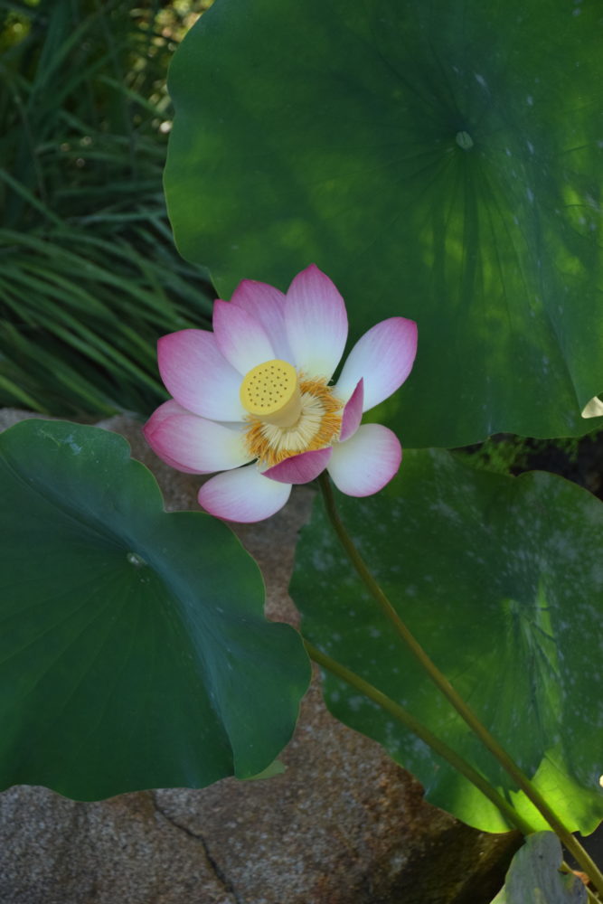 Lotusland-Montecito-667x1000 - Este es el jardín botánico con la mayor cantidad de especies raras y exóticas de California
