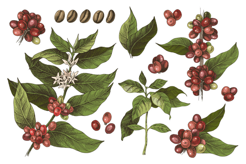  - Día Internacional del Café: estos son los productores más importantes