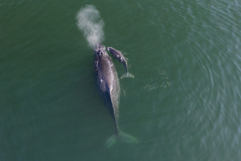 ballenas-1000x666 - Four Seasons Tamarindo: un cálido escape invernal