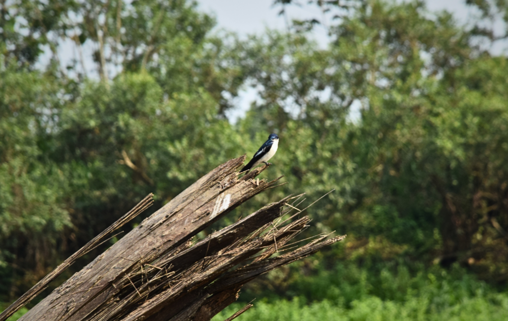 birdwatching-amazonas-1000x633 - Cómo llegó Pedro Miguel Schiaffino a convertirse en el principal referente de la cocina amazónica