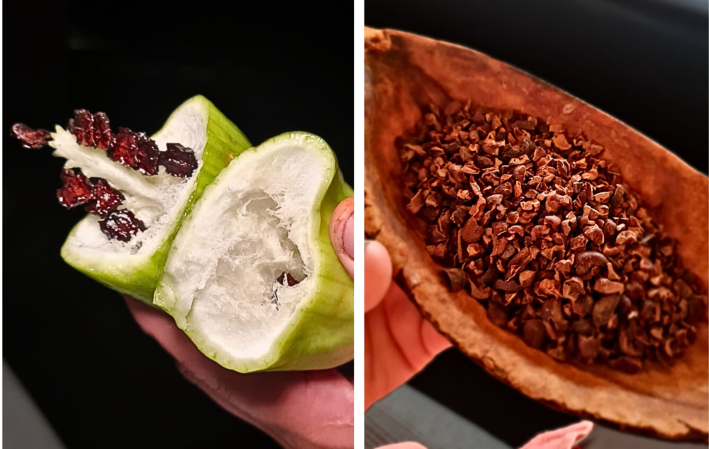 cacao-aqua-nera-1000x633 - Cómo llegó Pedro Miguel Schiaffino a convertirse en el principal referente de la cocina amazónica