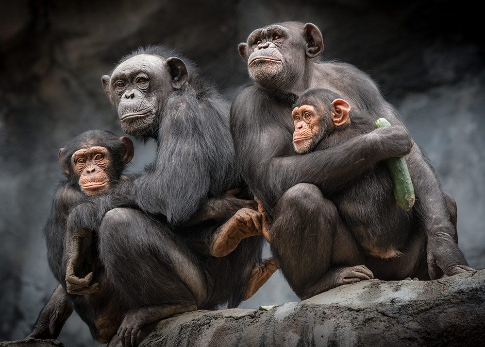 chimpances-los-angeles-zoo - 3 planes para disfrutar con niños en Los Ángeles