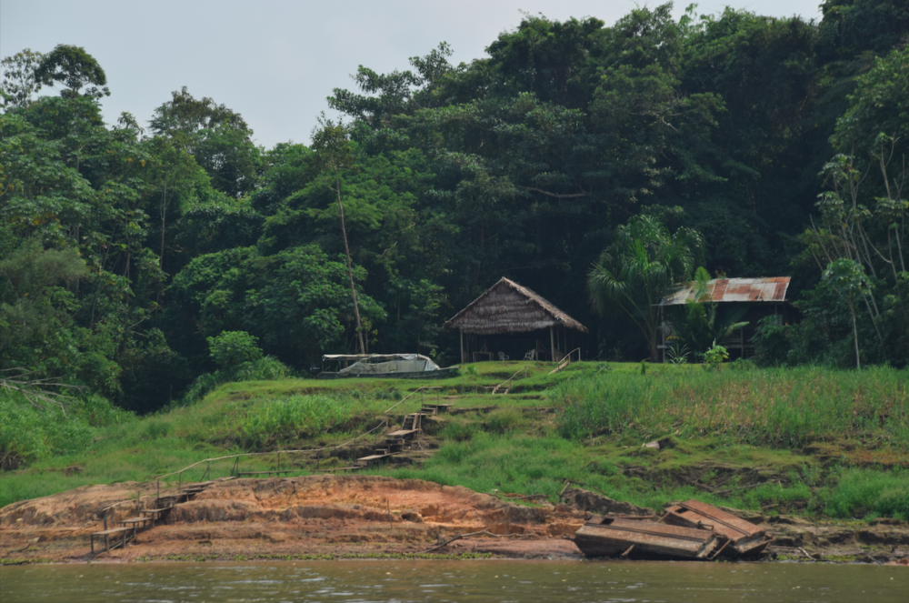Cuáles son las plantas medicinales que se usan en el Amazonas