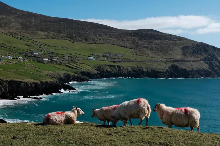 image-6 - Viajó por carretera por el sur de Irlanda para conocer su herencia y esto fue lo que vivió
