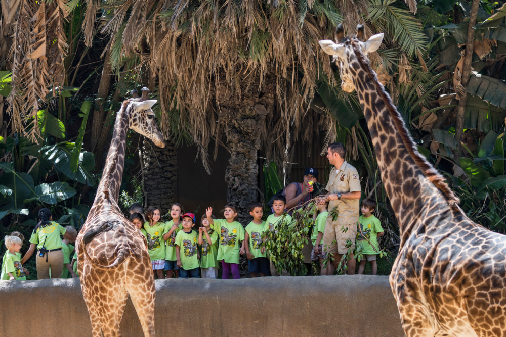 los-angeles-zoo-1000x667 - 3 planes para disfrutar con niños en Los Ángeles