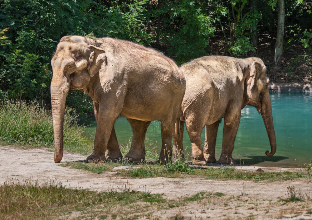 los-angeles-zoo-elefantes-1000x707 - 3 planes para disfrutar con niños en Los Ángeles