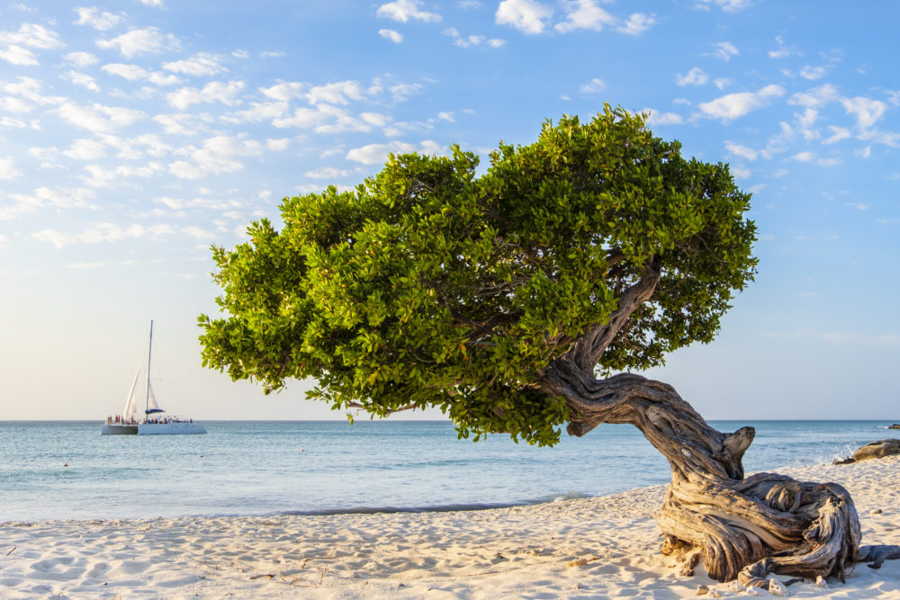 Eagle-Beach-en-Aruba-1000x667 - 5 islas caribeñas para escapar del invierno