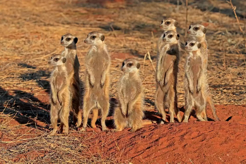 TAL-meerkats-kalahari-dessert-ALISTMAIJA1124-d6acd5c8f4e7447183094590405904b0-1000x667 - Safari con niños: dónde ir, hospedaje y qué hacer