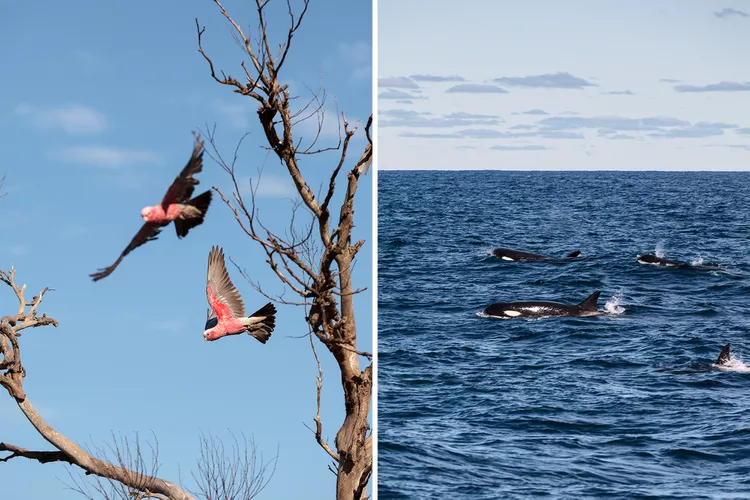 cacatuas-y-ballenas-Bremer-Bay - Australia Occidental, un destino con bodegas y restaurantes de primer nivel
