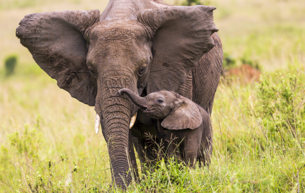 elefantes-africa-1000x633 - Conoce a las pioneras que luchan al frente de la crisis de biodiversidad en África