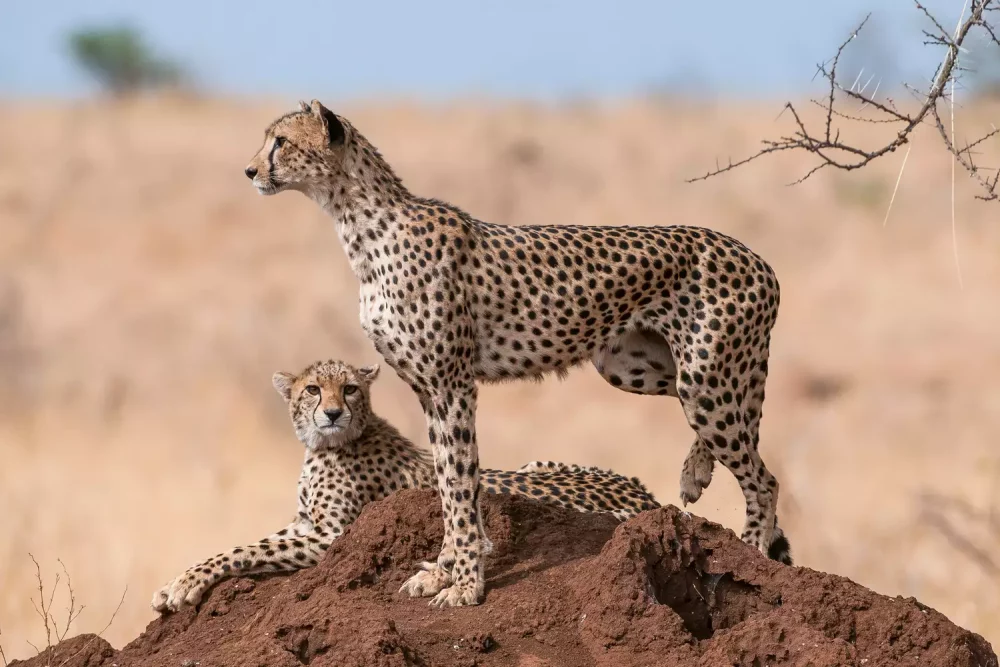 guepardos-1000x667 - Conoce a las pioneras que luchan al frente de la crisis de biodiversidad en África