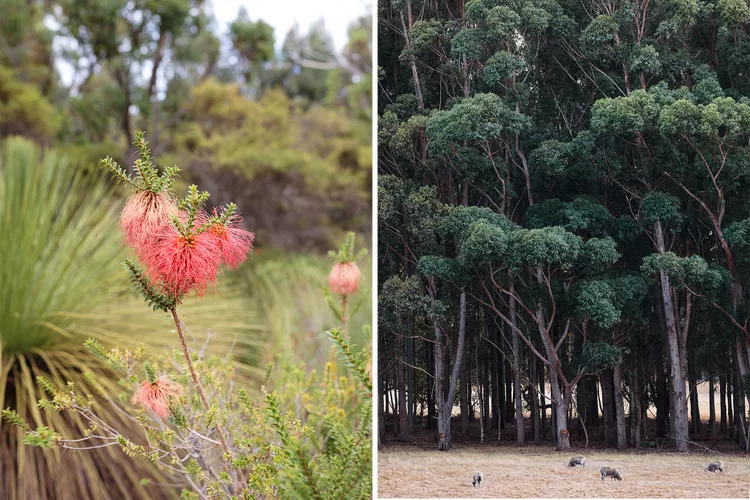 naturaleza-en-Cape-Naturaliste-y-Margaret-River - Australia Occidental, un destino con bodegas y restaurantes de primer nivel