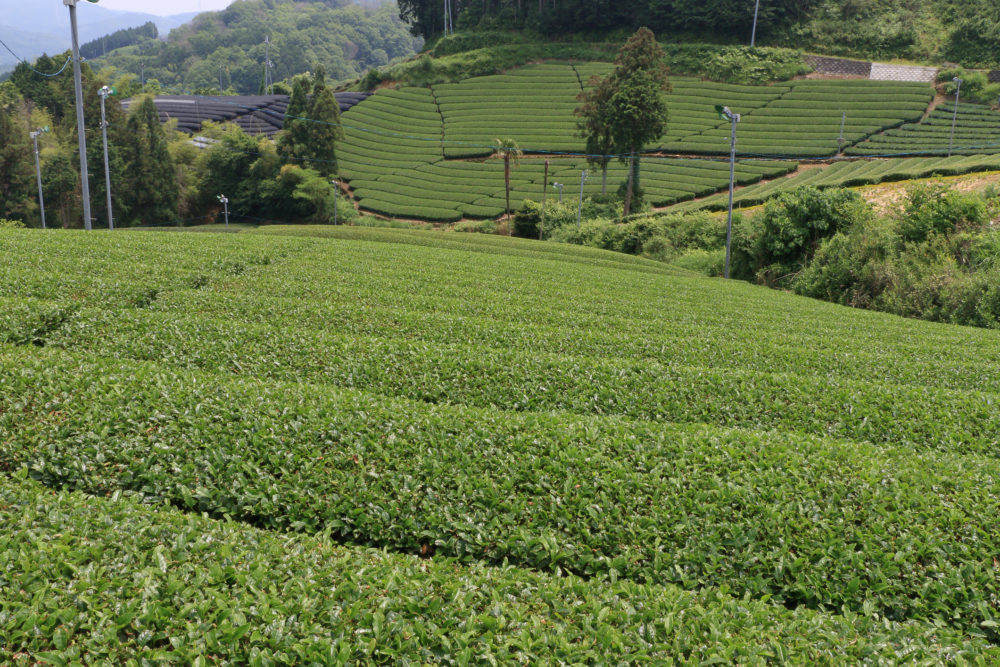 plantacion-te-verde-Kioto-1000x667 - Uji, la ciudad del matcha que se está volviendo famosa en Japón