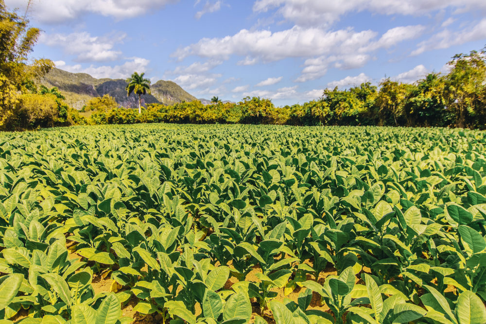 6-1000x667 - Qué hacer en Navidad y Año Nuevo en Cuba