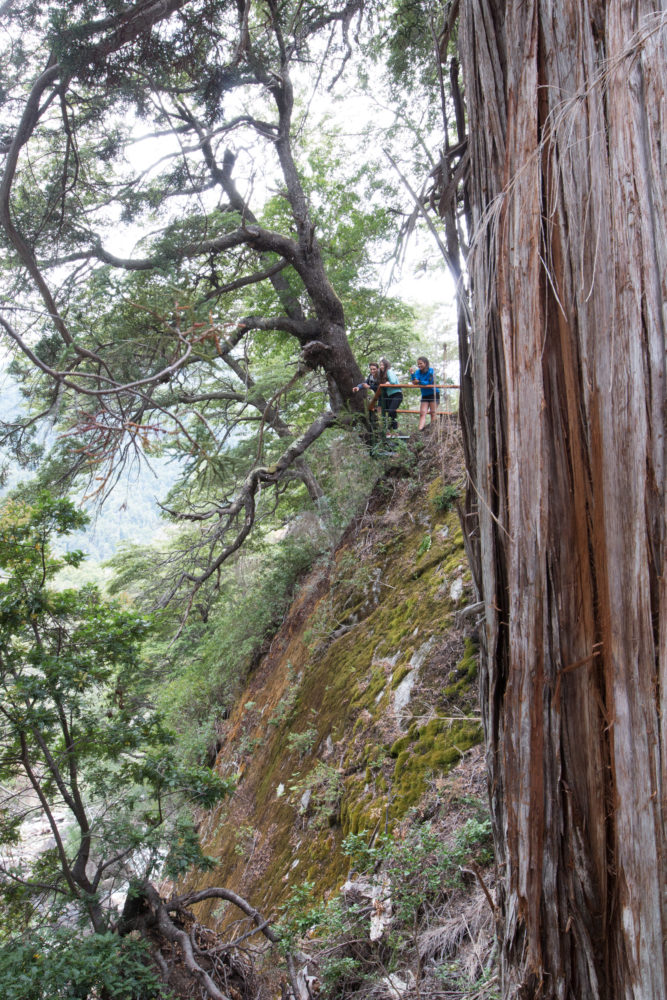 PNLA-Alerzal-Milenario_5-667x1000 - Este destino de la Patagonia tiene un bosque de alerces milenarios con más de 2600 años