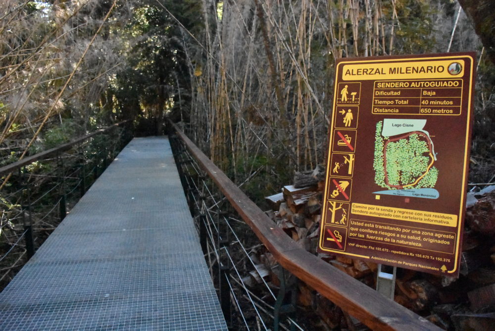 PNLA-pasarela-en-sendero-del-alerzal-milenario_-1000x668 - Este destino de la Patagonia tiene un bosque de alerces milenarios con más de 2600 años