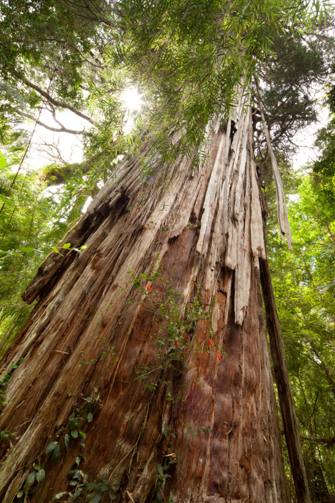Parque-NAcional-Los-Alerces-Alerce-milenario-1-1-667x1000 - Este destino de la Patagonia tiene un bosque de alerces milenarios con más de 2600 años