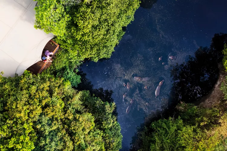 TAL-aerial-hippos-mara-toto-tree-camp-kenya-MARATOTOCAMP1124-d67d786644134fcc981529f2daf9cd3d - El destino de safari más famoso de Kenia tiene un nuevo alojamiento de lujo, ¡y está ubicado en una casa del árbol!