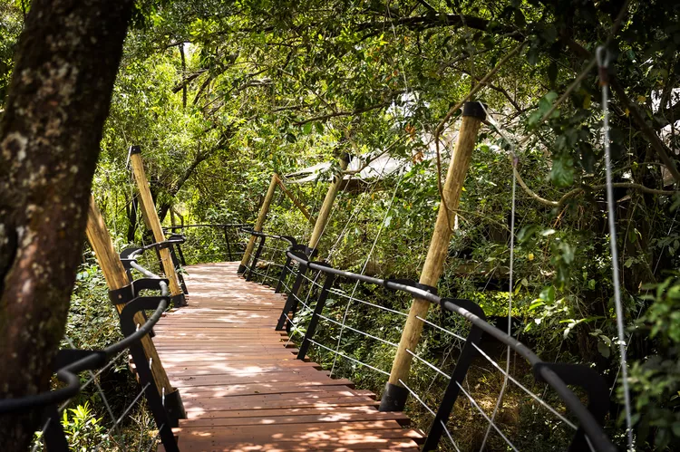 TAL-treehouse-walkways-mara-toto-tree-camp-kenya-MARATOTOCAMP1124-f60850ef6938484d906f51760844841b - El destino de safari más famoso de Kenia tiene un nuevo alojamiento de lujo, ¡y está ubicado en una casa del árbol!